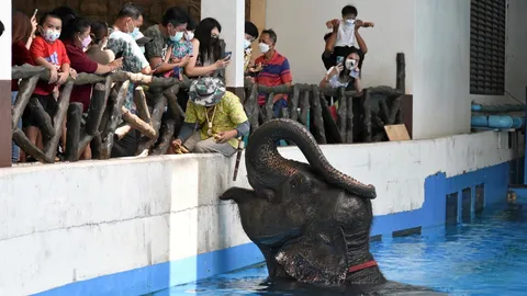 โชว์ช้างแสนรู้