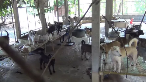 ลำปางร้อนมาก กระทบสุนัขกว่า 350 ตัว ของวัดเวฬุวนาราม ตายเป็นใบไม้ร่วง (คลิป)