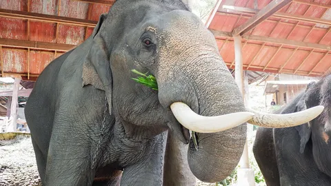 พิธีสงกรานต์ช้างฯ