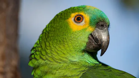 สวรรค์ของนกแก้ว