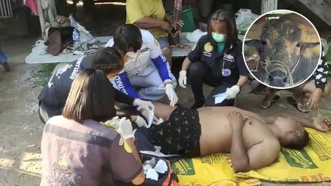 ควายหนุ่มเขม่นกัน เจ้าของเข้าห้ามโดนขวิด "ไข่แตก" ต้องเร่งนำส่ง รพ. (คลิป)