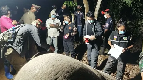 ช้างหนุ่มชะตาขาด จะเข้าไปหาอาหารในสวนผลไม้ ถูกไฟช็อตตายคาที่