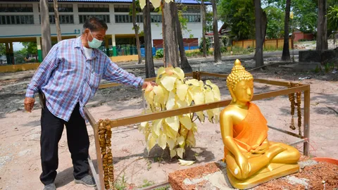 ต้นโพธิ์ใบสีทองอร่าม โผล่กลางลานวัด เชื่อเป็นต้นไม้ศักดิ์สิทธิ์ (คลิป)