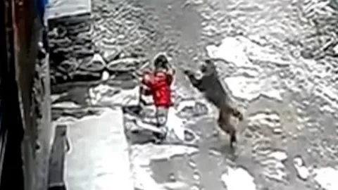 นาทีสุดช็อก ด.ญ. 3 ขวบ โดนลิงป่าจอมดุที่จีน โดดขย้ำ ลากไปริมถนน (คลิป)