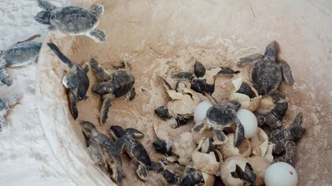 วปอ.SML 3 รินน้ำใจสู่ 5 ครอบครัวทหารใต้ ปล่อยเต่าทะเล เก็บขยะริมหาด