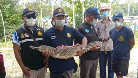 นึกว่าตัวเงินตัวทองกินเป็ด ชาวบ้านเกาะจันทร์งมหา เจอจระเข้ไล่กัดเจ็บ 2 (คลิป)