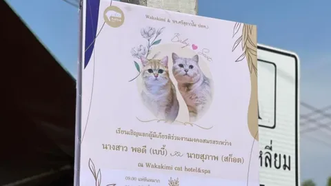 ทาสอิจฉาไม่ไหว 2 เหมียว ขึ้นป้ายเชิญแขกร่วมงานแต่ง บอกขำๆ ไม่ได้ท้องก่อนแน่นอน