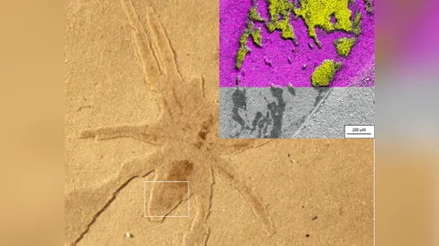 ศึกษาการเรืองแสงของซากฟอสซิลแมงมุม