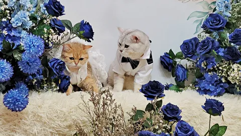 ชมภาพพิธีวิวาห์ "เบบี้-สก็อต" จัดงานหวานชื่น แม่เจ้าสาวปลื้มกลั้นน้ำตาไม่อยู่