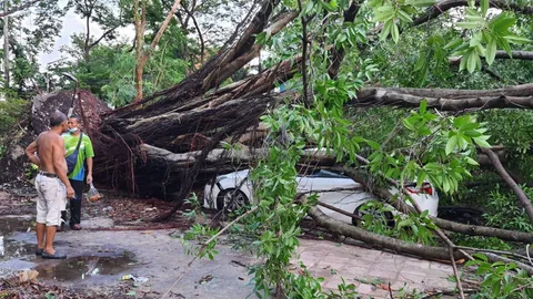 พายุพัดกระหน่ำ โค่นต้นไทรอายุกว่าร้อยปีที่วัดลิงขบ ล้มทับเก๋งหลังคายุบ