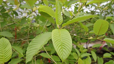 สวทช.เปิดแล็บวิเคราะห์ใบกระท่อม หนุนปลูกได้มาตรฐานก่อนการแปรรูป