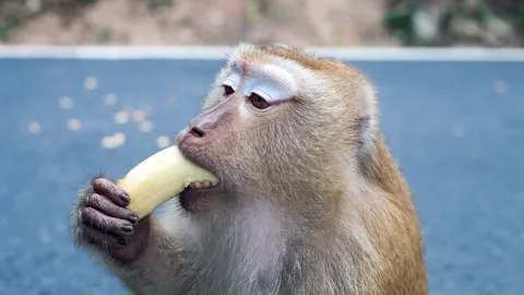 เตือนระวัง ไข้มาลาเรีย "โนวไซ" ติดต่อจากลิงสู่คน ไข้สูง หนาวสั่น