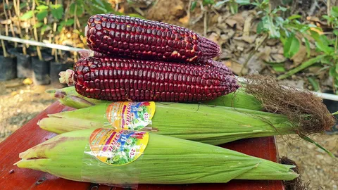 ปลูกข้าวโพดกินฝักสดฉบับมือโปร อร่อยดี มีประโยชน์ ตลาดยังกว้าง