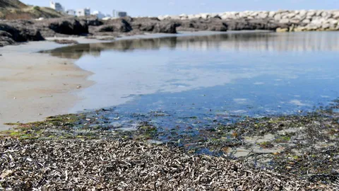 ประโยชน์จากของเสีย ยาสูบและเศษเหล็ก