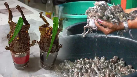 เปิบ "อึ่งชอต" ระวังหนอนพยาธิทางเดินอาหาร ต้องปรุงให้สุกร้อนทั้งตัว