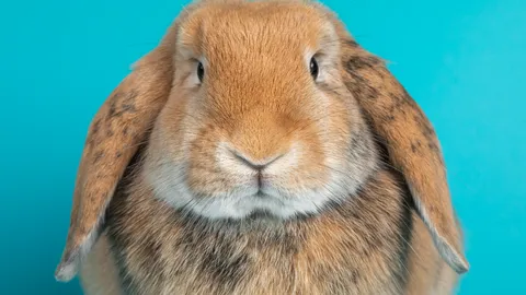 ทำนายฝันเห็นกระต่าย กระต่ายสีขาว กระต่ายหลายตัว สื่อถึงอะไร?