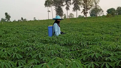 ปรับเกณฑ์ช่วยผู้ปลูกมันสำปะหลังเพิ่มขึ้นอีก 1.2 แสนครัวเรือน วงเงิน 1.1 พันล้าน