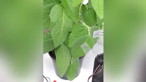 เทคโนโลยีสวมใส่ได้แบบใหม่สำหรับพืช