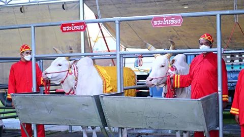 เปิดคำทำนายจาก "พระโคเสี่ยงทาย" ปี 2565 หลังกินน้ำ หญ้า ถั่ว เหล้า