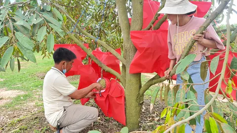 นวัตกรรมถุงแดงห่อทุเรียน