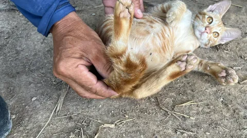 แห่ดู เจ้า "บุญเฮง" แมวน้อย 2 หาง เชื่อจะให้โชคใหญ่กับเจ้าของ