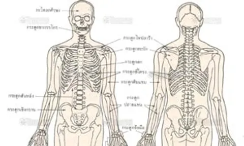 ไม่พบอวัยวะร่างกายชิ้นไหนไม่จำเป็น ม้ามคอยแก้หัวใจวาย