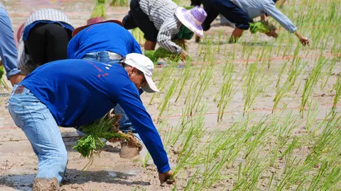 เคาะงบช่วยเหลือเกษตรกรผู้ปลูกข้าวเพิ่มอีก 594.64 ล้านบาท จ่ายไร่ละ 1,000 บาท
