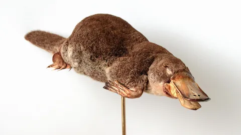 หลักฐานสัตว์เลี้ยงลูกด้วยนมบางตัววางไข่