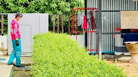 นึกว่าจระเข้เข้าบ้าน กลายเป็นน้องเห้ยักษ์ ร้องพี่ณเดชกู้ภัยมือทองช่วยจับ