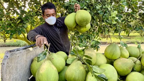 ปูขาว..ปลากระบอกร้า..ส้มโอ ผลผลิตหลังฟื้นฟูลุ่มน้ำปากพนัง