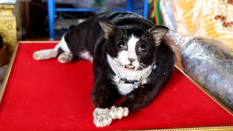 คอหวยขอโชค "ไอ้โทน" แมวแม่ตะเคียน ไม่ผิดหวังได้ "เลขเด็ดงวดนี้" ลุ้น 1/6/65