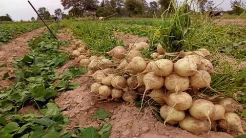 กับดักไส้เดือนฝอยพิชิตเสี้ยนดิน เพิ่มคุณภาพผลผลิตมันแกวบรบือ