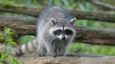 วีรกรรมแรคคูนตัวแสบ