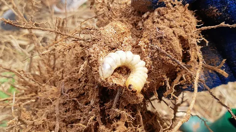 แนะวิธีปราบด้วงหนวดยาว ทำลายอ้อยปลูกใหม่และระยะแตกกอ