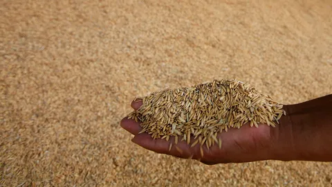 เห่กล่อมแคนาดานำเข้าข้าว