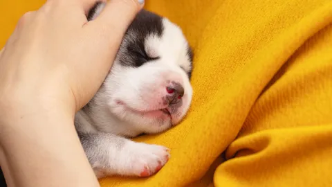 ฝันเห็นลูกสุนัข 1 ตัว 2 ตัว มีความหมายว่าอย่างไร