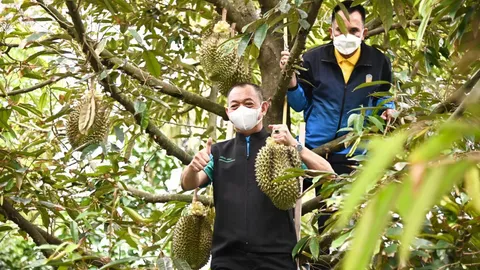 "เฉลิมชัย" ชวนกินทุเรียนนนท์ ผลผลิตคุณภาพ มั่นใจ 2 ปีส่งออกอันดับหนึ่ง