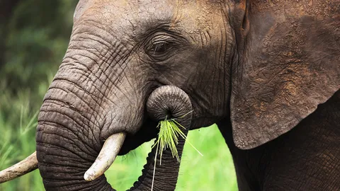 ช้างน้อยสยามกับซาร์เรวิช