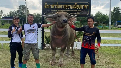 อวดโฉม "เจ้าลำโขง" ควายงามของบึงกาฬ สุดฮือฮาค่าตัว 7 ล้าน ทอนบาทเดียว