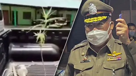 เด้งแล้ว ตำรวจศรีราชา ชุดจับกัญชาต้นเดียว พ.ต.ท.ยันนายดาบ ฝ่าฝืนนโยบาย