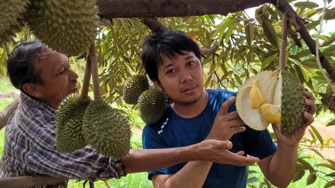 คุณยายเซียนทุเรียน ซื้อที่ทำสวนอยู่ อ.วังทอง ใช้ร่มมะพร้าวช่วยบังแดด  