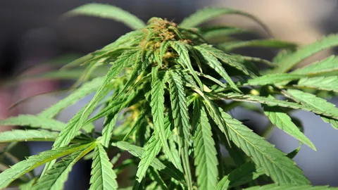 เปิดแอปฯ กัญชา - ชี้โทษรำคาญจากกลิ่น คุก 3 เดือน