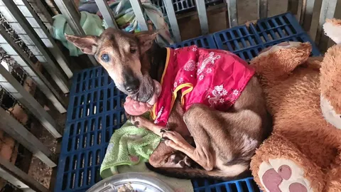 เรียก "นางสาวหนูนา" แจงยอดเงินบริจาค ช่วย "หมามะเร็ง" เจ้าตัวยังล่องหน