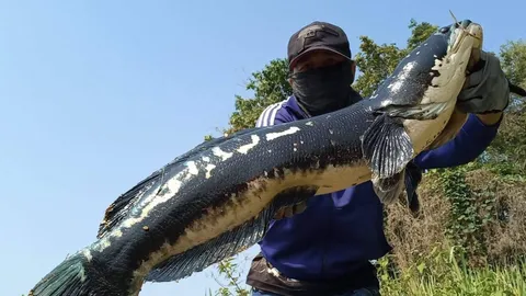 ชวนนักตกปลาล่า "ชะโดยักษ์" อ่างเก็บน้ำแม่จอกหลวง รักษาระบบนิเวศ