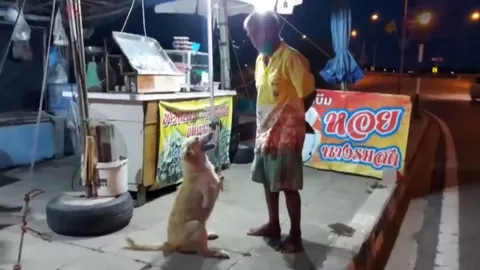 น่ารักเกินเจ้าปุย หมาพิการ 2 ขา ช่วยลุงร้านหอยนางรม รับลูกค้าที่อ่างศิลา (คลิป)