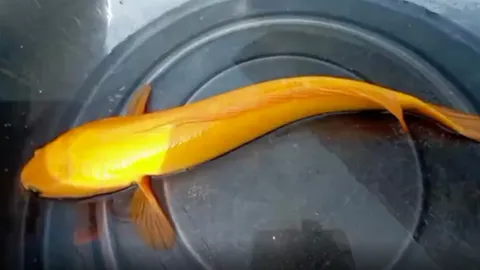 ปลาช่อนสีทองอร่าม ป้าจับได้กลางทุ่งนา ตอนแรกจะทำแกงส้ม เพื่อนห้ามไว้ เชื่อให้โชคลาภ (คลิป)