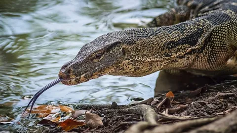 ตัวเงินตัวทองเข้าบ้าน ความเชื่อและความหมายเรื่องโชค
