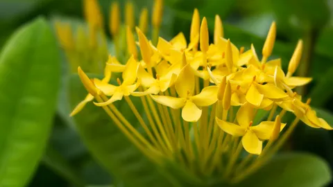 วันไหว้ครู 2565 พร้อมประวัติและความหมายดอกไม้ไหว้ครู