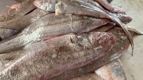 ปลาลิ้นหมา วัตถุดิบเลิศรส ของดีจากประมงน้ำลึกทะเลตราด ที่นับวันหากินยาก