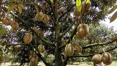 จาก “ทุเรียนภูเขาไฟ 2565” ถึง “มหกรรมแต่งงาน 2022”